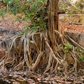 Kimberley-Charnley River Rainforest