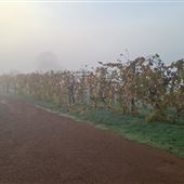 Swan Street Vineyard