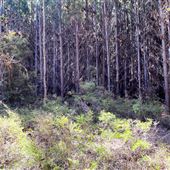 Jarrahdale Pine Plantations
