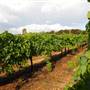 Faber  Vineyard, Swan Valley