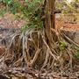 Kimberley-Charnley River Rainforest