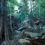 Kimberley Rain Forest