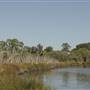 Bull Creek Swamp