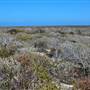 Abrolhos Islands - East Wallabi