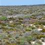 Abrolhos Islands - East Wallabi