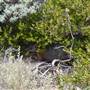 Abrolhos Islands - East Wallabi
