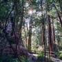 Valley of the Giants