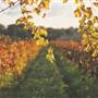 Swan Valley - Vineyards