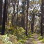 Witchcliffe - Redgate Forest Retreat