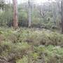 Boranup Karri Forest Margaret River