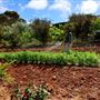 Little Hill Farm Bridgetown