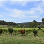 Bickley-Carmel Valley