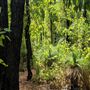 Dwellingup State Forest