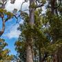 Wellington National Park