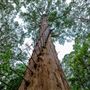Pemberton - Warren National Park