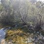 Lightning Swamp Bushland