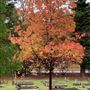 Karrakatta Cemetery