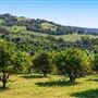 Wheatbelt Region