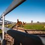 Gold Front Breeding & Racing