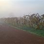 Swan Street Vineyard