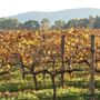 Faber  Vineyard, Swan Valley