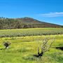 Duke's Vineyard