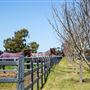 Gold Front Breeding & Racing