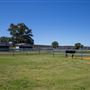 Gold Front Breeding & Racing