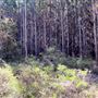 Jarrahdale Pine Plantations
