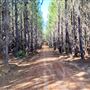 Jarrahdale Pine Plantations