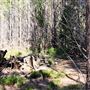 Jarrahdale Pine Plantations