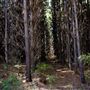 Jarrahdale Pine Plantations