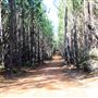 Jarrahdale Pine Plantations