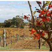 Carilley Estate Winery
