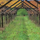 Swan Valley - Vineyards