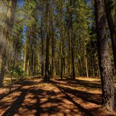 The Pines Lake Park