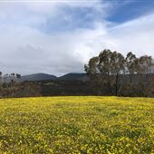 Craigendarroch, Porongurup