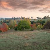 Golden Valley Tree Park