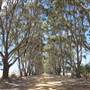 Mount  Richards Rd -Kalgan