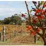 Carilley Estate Winery