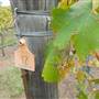 Faber  Vineyard, Swan Valley