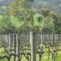 Faber  Vineyard, Swan Valley