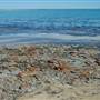 Hamelin Pool Marine Nature Reserve