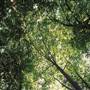 Kimberley Rain Forest