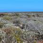 Abrolhos Islands - East Wallabi