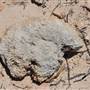 Abrolhos Islands - East Wallabi