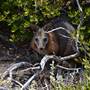 Abrolhos Islands - East Wallabi