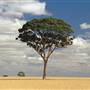 Wheatbelt Region