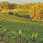 Swan Valley - Vineyards