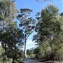 Denmark/Albany Forest Roads